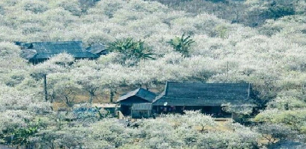 Du xuân Đền Bảo Hà - Tả Van Chư - bắc hà 2N1Đ