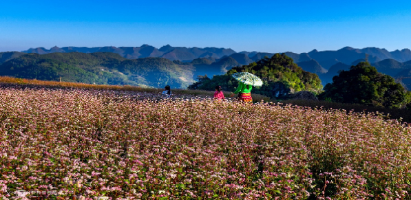 DU XUÂN TRÊN CAO NGUYÊN ĐÁ HÀ GIANG 3N2Đ