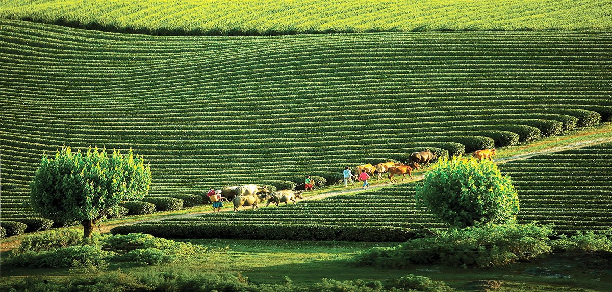 HÀ NỘI - MỘC CHÂU 1 NGÀY